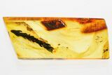 Detailed Fossil Thuja Twig (Cypress) In Baltic Amber #372552-1